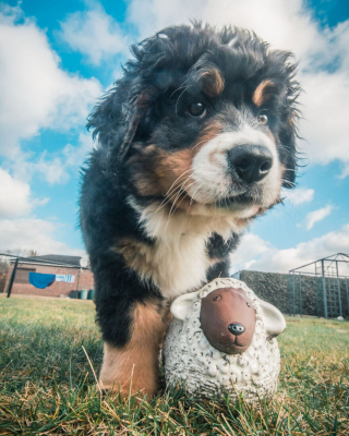 Illustration de l'article : 20 photos capturant l'impressionnante évolution d'un Bouvier Bernois en 4 ans
