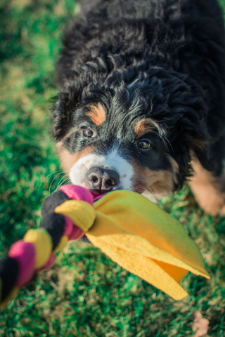 Illustration de l'article : 20 photos capturant l'impressionnante évolution d'un Bouvier Bernois en 4 ans