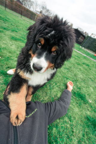 Illustration de l'article : 20 photos capturant l'impressionnante évolution d'un Bouvier Bernois en 4 ans