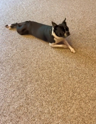 Illustration de l'article : Cette chienne Boston Terrier a une réaction digne d’un mélodrame après s’être fait couper les griffes (vidéo)