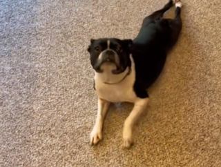 Illustration de l'article : Cette chienne Boston Terrier a une réaction digne d’un mélodrame après s’être fait couper les griffes (vidéo)