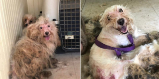 Illustration de l'article : 43 petits chiens, négligés par leur propriétaire séniore, tentent de reconstruire leur vie grâce à l’aide des bénévoles d’une association