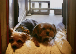 Illustration de l'article : 43 petits chiens, négligés par leur propriétaire séniore, tentent de reconstruire leur vie grâce à l’aide des bénévoles d’une association