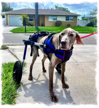 Illustration de l'article : La triste histoire de Dax, ce Braque de Weimar abandonné à l’âge de 20 ans (vidéo)