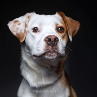 Illustration de l'article : 20 photos de chiens de refuge attendant de rencontrer leurs familles pour toujours