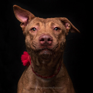 Illustration de l'article : 20 photos de chiens de refuge attendant de rencontrer leurs familles pour toujours