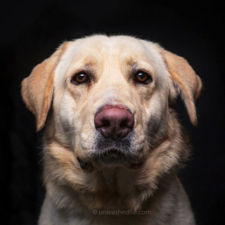 Illustration de l'article : 20 photos de chiens de refuge attendant de rencontrer leurs familles pour toujours