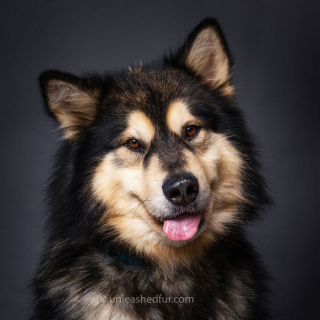 Illustration de l'article : 20 photos de chiens de refuge attendant de rencontrer leurs familles pour toujours