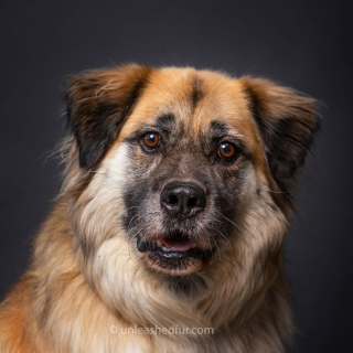 Illustration de l'article : 20 photos de chiens de refuge attendant de rencontrer leurs familles pour toujours