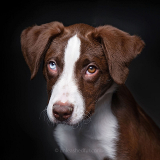Illustration de l'article : 20 photos de chiens de refuge attendant de rencontrer leurs familles pour toujours
