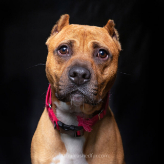 Illustration de l'article : 20 photos de chiens de refuge attendant de rencontrer leurs familles pour toujours