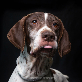 Illustration de l'article : 20 photos de chiens de refuge attendant de rencontrer leurs familles pour toujours