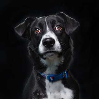 Illustration de l'article : 20 photos de chiens de refuge attendant de rencontrer leurs familles pour toujours