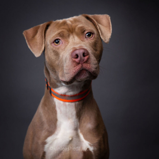 Illustration de l'article : 20 photos de chiens de refuge attendant de rencontrer leurs familles pour toujours