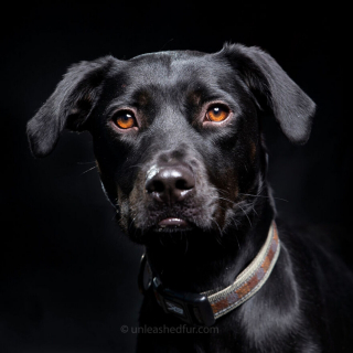 Illustration de l'article : 20 photos de chiens de refuge attendant de rencontrer leurs familles pour toujours
