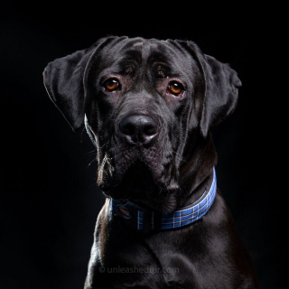 Illustration de l'article : 20 photos de chiens de refuge attendant de rencontrer leurs familles pour toujours