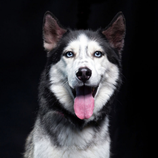 Illustration de l'article : 20 photos de chiens de refuge attendant de rencontrer leurs familles pour toujours