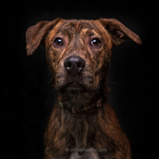 Illustration de l'article : 20 photos de chiens de refuge attendant de rencontrer leurs familles pour toujours