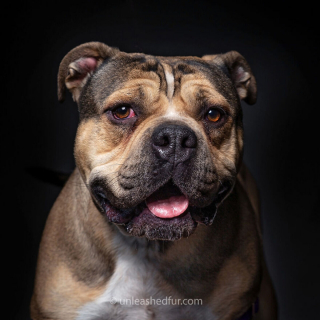 Illustration de l'article : 20 photos de chiens de refuge attendant de rencontrer leurs familles pour toujours