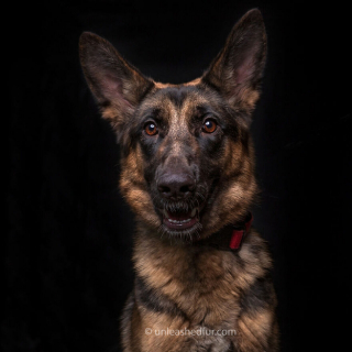 Illustration de l'article : 20 photos de chiens de refuge attendant de rencontrer leurs familles pour toujours