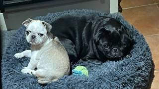 Illustration de l'article : Un conducteur de train décide d’arrêter les wagons pour sauver un Carlin perdu 