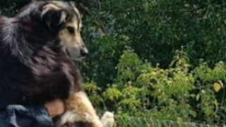 Illustration de l'article : Des randonneurs et secouristes s'unissent pour libérer une chienne prisonnière des rochers