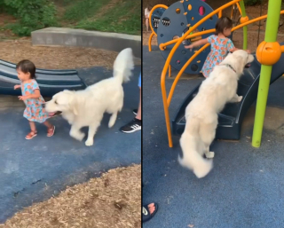 Illustration de l'article : Ce Golden Retriever prend son rôle de nounou très au sérieux