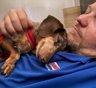 Illustration de l'article : 14 chiens ayant réussi à convertir les parents les plus réticents à l'idée d'adopter