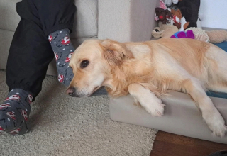 Illustration de l'article : 14 chiens ayant réussi à convertir les parents les plus réticents à l'idée d'adopter