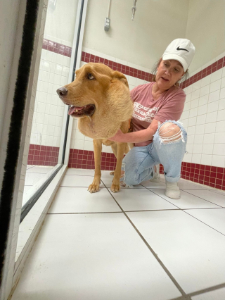 Illustration de l'article : L'Incroyable combat de cette chienne errante qui lutte contre une tumeur rare 