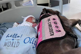 Illustration de l'article : Cette chienne d’assistance soutient sa maîtresse à chaque étape de sa vie, même dans les moments les plus intenses