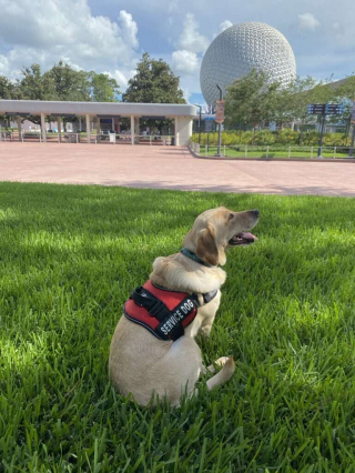 Illustration de l'article : Une pause magique pour cette chienne d'assistance Noodle qui rencontre son personnage Disney favori