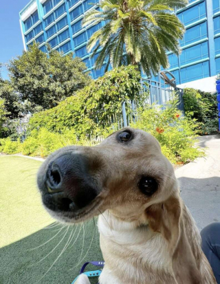 Illustration de l'article : Une pause magique pour cette chienne d'assistance Noodle qui rencontre son personnage Disney favori