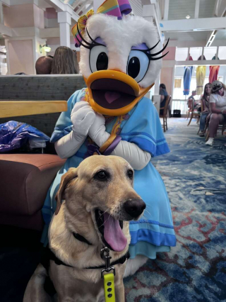 Illustration de l'article : Une pause magique pour cette chienne d'assistance Noodle qui rencontre son personnage Disney favori