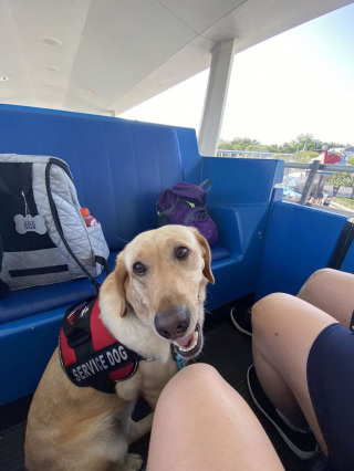 Illustration de l'article : Une pause magique pour cette chienne d'assistance Noodle qui rencontre son personnage Disney favori