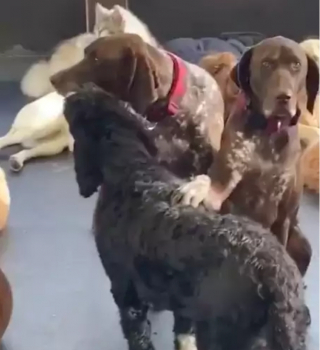 Illustration de l'article : Ce Braque Allemand aime montrer son affection à ses congénères en leur faisant des caresses avec sa patte (vidéo)