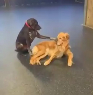 Illustration de l'article : Ce Braque Allemand aime montrer son affection à ses congénères en leur faisant des caresses avec sa patte (vidéo)