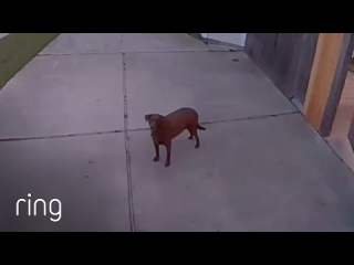 Illustration de l'article : Ce propriétaire ordonne à sa chienne de renter lorsqu’il est témoin de sa fugue via sa caméra de surveillance