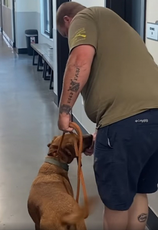 Illustration de l'article : Cet ancien chien militaire traumatisé par son passé trouve refuge auprès d’un vétéran