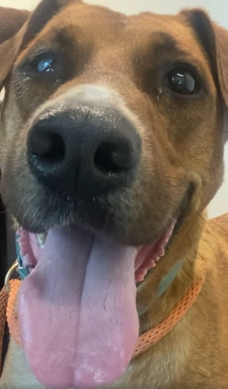 Illustration de l'article : Cet ancien chien militaire traumatisé par son passé trouve refuge auprès d’un vétéran