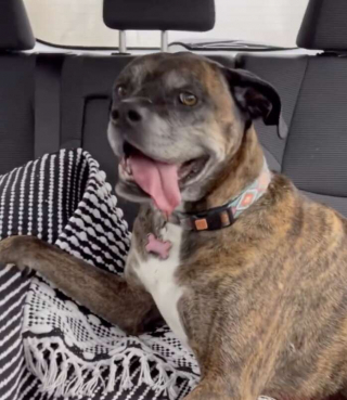 Illustration de l'article : Deux amoureux des animaux font leur possible pour retrouver une chienne perdue depuis 3 jours 