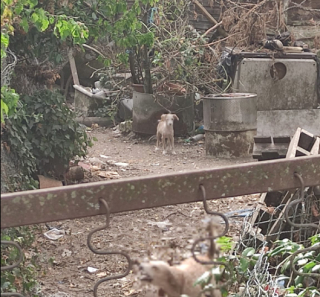 Illustration de l'article : Après avoir vécu l’horreur, 26 chiens tentent de se reconstruire, grâce aux bénévoles qui les ont secourus