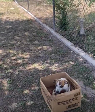Illustration de l'article : De boîte en carton à maison douillette : le parcours émouvant de Harvest, une jeune chienne traumatisée