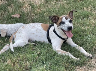 Illustration de l'article : De boîte en carton à maison douillette : le parcours émouvant de Harvest, une jeune chienne traumatisée