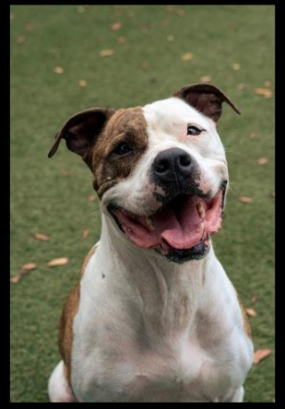 Illustration de l'article : Des bénévoles ont changé la vie de Sarge, le plus âgé des chiens du refuge, en diffusant une vidéo le concernant sur les réseaux sociaux