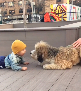 Illustration de l'article : Un petit garçon de 14 mois rencontre un chien pour la première fois (vidéo)