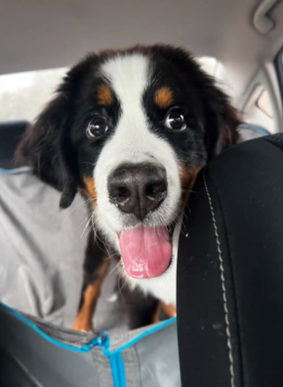 Illustration de l'article : L’émouvante réaction de cet homme, lorsqu’il découvre que sa femme a adopté un chiot en cachette (vidéo)