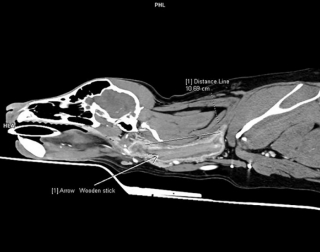 Illustration de l'article : La guérison miraculeuse de Poppy, une jeune Labrador atteinte d’une sialadénose sévère