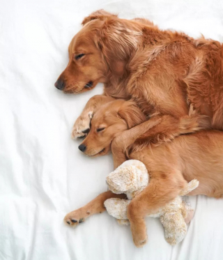 Illustration de l'article : L’adorable réaction de ce Golden Retriever accueillant le nouveau chiot du foyer fait fondre les internautes (vidéo)