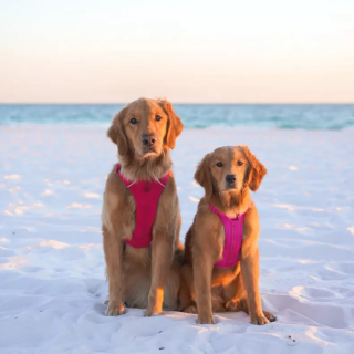 Illustration de l'article : L’adorable réaction de ce Golden Retriever accueillant le nouveau chiot du foyer fait fondre les internautes (vidéo)